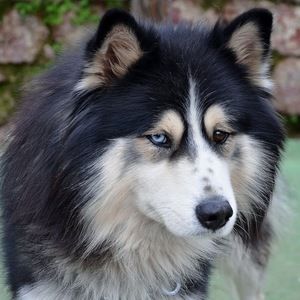 Meet your Posher, Opal